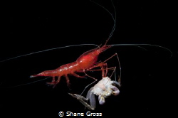 A red shrimp rises from the thousands below to avoid comp... by Shane Gross 